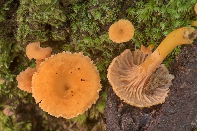 Winter chanterelle mushrooms Craterellus ignicolor on the base of a tree on a property at 5369 Farm to Market Road 770 near Kountze. Texas, November 9, 2019