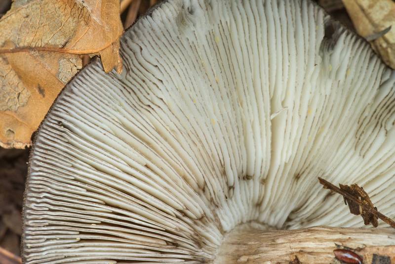 Gills of black-edged Pluteus mushroom (Pluteus atromarginatus) on a property at 5369 Farm to Market Road 770 near Kountze. Texas, November 9, 2019