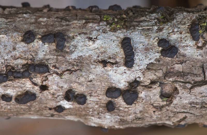 Black crust fungus Hypoxylon bipapillatum (Nemania bipapillata) or may be other Hypoxylaceae on a small dry fallen tree in wet area in Watson Rare Native Plant Preserve. Warren, Texas, November 23, 2019