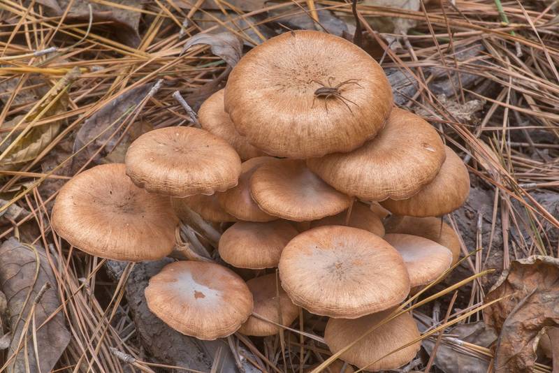 Ringless honey mushrooms (Desarmillaria tabescens, Armillaria tabescens) in Big Creek Scenic Area of Sam Houston National Forest. Shepherd, Texas, November 27, 2019