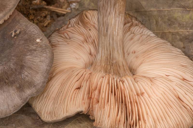 Gills of black-edged Pluteus mushrooms (Pluteus atromarginatus) on a pine stump in Big Creek Scenic Area of Sam Houston National Forest. Shepherd, Texas, November 27, 2019