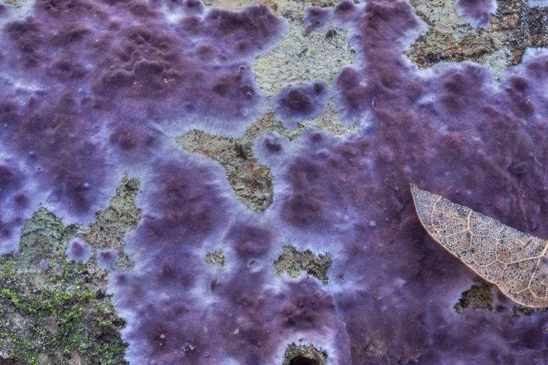 Violet crust fungus Phlebiopsis crassa (Porostereum crassum) in Lick Creek Park. College Station, Texas, January 20, 2020