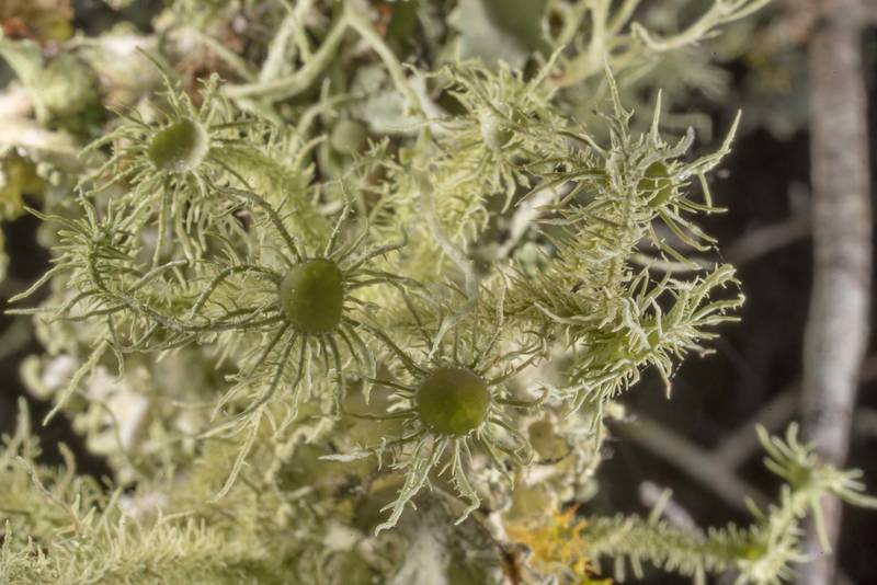 Bushy beard lichen (Usnea strigosa) on a small tree or a bush in half-open area at Lake Somerville Trailway near Birch Creek Unit of Somerville Lake State Park. Texas, January 26, 2020