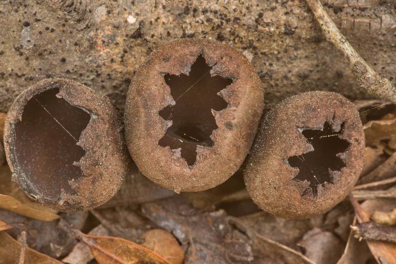 Devil's Urn mushrooms (Urnula craterium) in Big Creek Scenic Area of Sam Houston National Forest. Shepherd, Texas, March 7, 2020