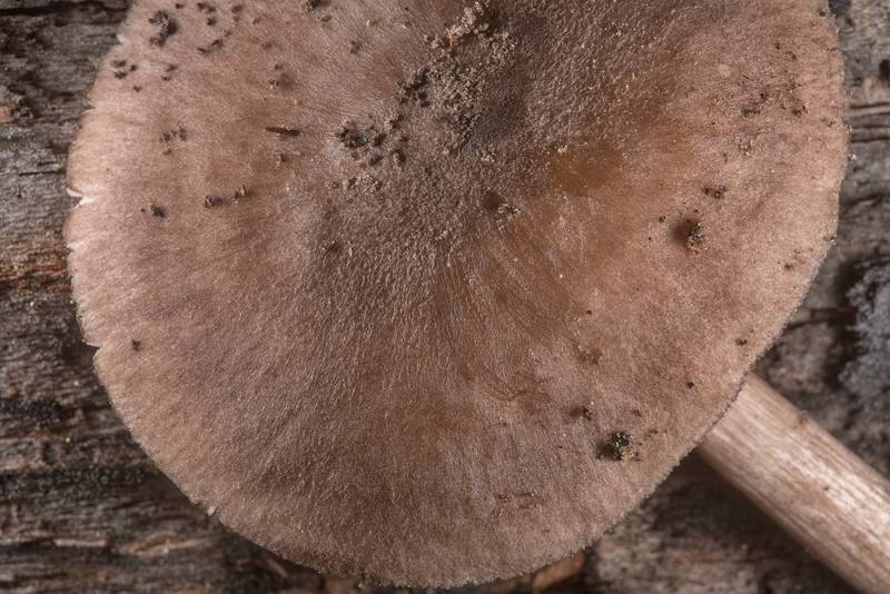 Cap of black-edged Pluteus mushroom (Pluteus atromarginatus) on Little Lake Creek Loop Trail in Sam Houston National Forest. Richards, Texas, March 8, 2020