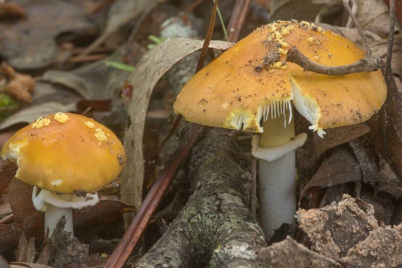 Yellow-dust Amanita mushrooms (Amanita flavoconia) on Richards Loop Trail in Sam Houston National Forest. Texas, April 6, 2020
