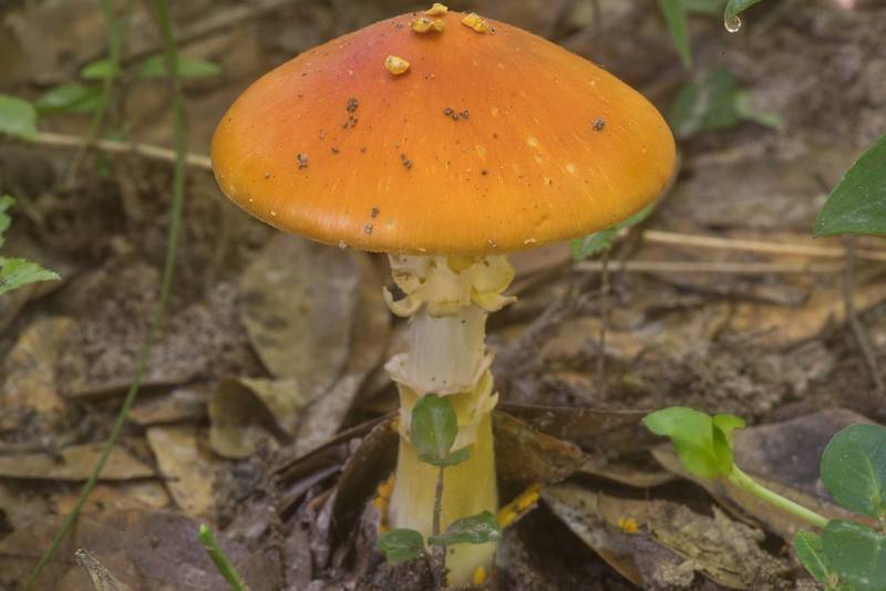 Yellow-dust Amanita mushroom (<B>Amanita flavoconia</B>) in Big Creek Scenic Area of Sam Houston National Forest. Shepherd, Texas, <A HREF="../date-en/2020-04-25.htm">April 25, 2020</A>