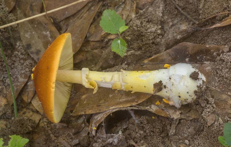 Side view of yellow-dust Amanita mushroom (<B>Amanita flavoconia</B>) in Big Creek Scenic Area of Sam Houston National Forest. Shepherd, Texas, <A HREF="../date-en/2020-04-25.htm">April 25, 2020</A>