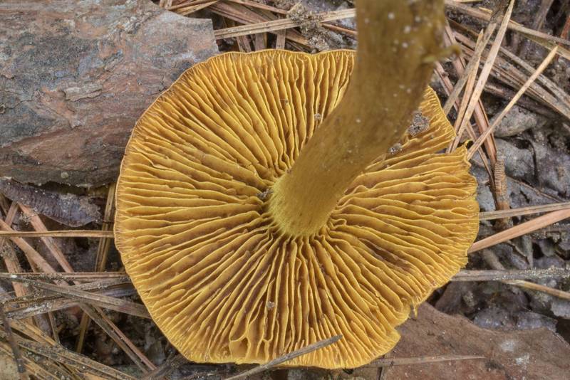 Gills of cinnamon webcap mushroom (<B>Cortinarius cinnamomeus</B>) in Big Creek Scenic Area of Sam Houston National Forest. Shepherd, Texas, <A HREF="../date-en/2020-05-30.htm">May 30, 2020</A>