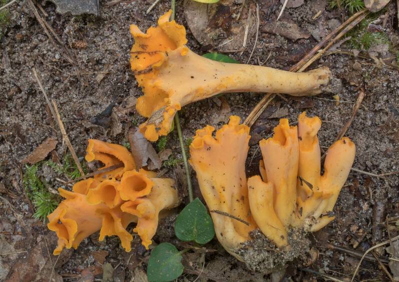 Trumpet mushrooms Cantharellus odoratus (Craterellus odoratus) in Big Creek Scenic Area of Sam Houston National Forest. Shepherd, Texas, May 30, 2020