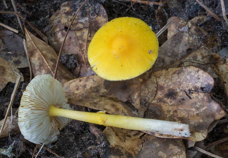 Yellow spotted amanita mushrooms (Amanita flavoconia) on Caney Creek section of Lone Star Hiking Trail in Sam Houston National Forest north from Montgomery. Texas, May 31, 2020