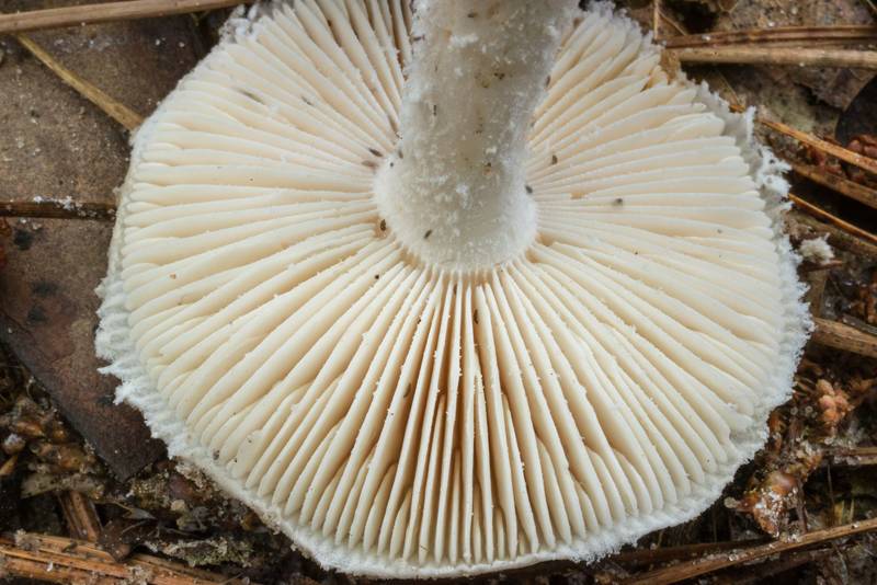 Gills of gunpowder Amanita mushroom (Amanita onusta) on Caney Creek Trail (Little Lake Creek Loop Trail) in Sam Houston National Forest north from Montgomery. Texas, June 7, 2020