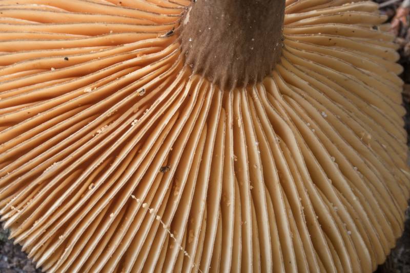 Dark brown gill edges of milkcap mushrooms (Lactarius) of subgenus Plinthogalus (Lactarius lignyotus var. canadensis or may be Lactarius texensis) in Lick Creek Park. College Station, Texas, June 9, 2020