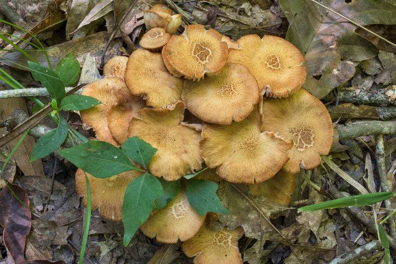 Ringless honey mushrooms (Desarmillaria tabescens) on Caney Creek Trail (Little Lake Creek Loop Trail) in Sam Houston National Forest north from Montgomery. Texas, June 13, 2020