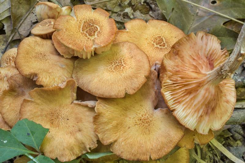 Caps of ringless honey mushrooms (<B>Desarmillaria tabescens</B>) on Caney Creek Trail (Little Lake Creek Loop Trail) in Sam Houston National Forest north from Montgomery. Texas, <A HREF="../date-en/2020-06-13.htm">June 13, 2020</A>