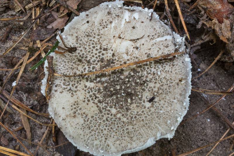 Cap of gunpowder amanita mushroom (Amanita onusta) on Caney Creek Trail (Little Lake Creek Loop Trail) in Sam Houston National Forest north from Montgomery. Texas, June 21, 2020