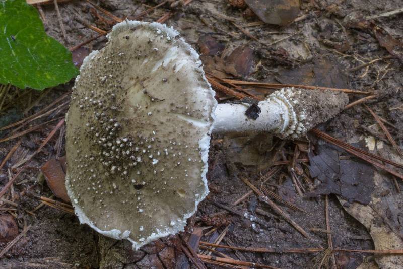 Gunpowder amanita mushroom (<B>Amanita onusta</B>) in muddy area on Caney Creek Trail (Little Lake Creek Loop Trail) in Sam Houston National Forest north from Montgomery. Texas, <A HREF="../date-en/2020-06-21.htm">June 21, 2020</A>