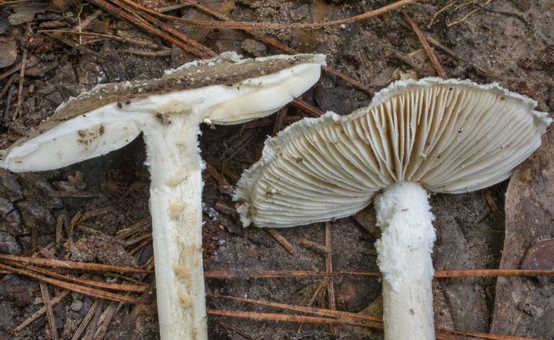 Close-up of gunpowder amanita mushroom (Amanita onusta) on Caney Creek Trail (Little Lake Creek Loop Trail) in Sam Houston National Forest north from Montgomery. Texas, June 21, 2020
