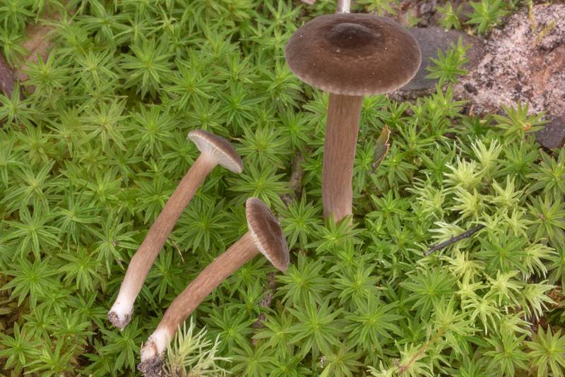 Milkcap mushrooms (Lactarius) of subgenus Plinthogalus (Lactarius lignyotus var. canadensis or may be Lactarius texensis) in Lick Creek Park. College Station, Texas, July 1, 2020