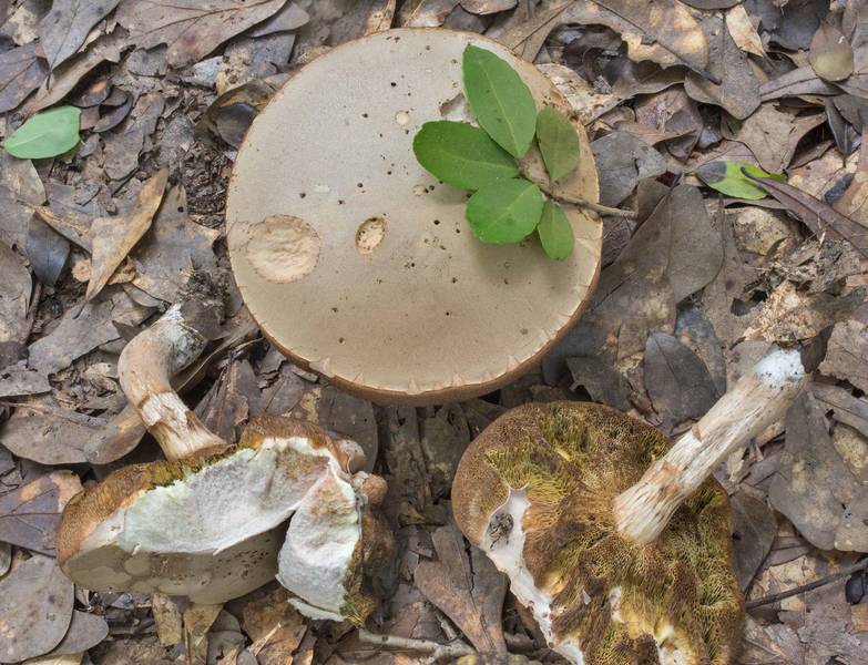 Mature pallid bolete mushrooms (<B>Boletus pallidus</B>) in Lick Creek Park. College Station, Texas, <A HREF="../date-en/2020-07-05.htm">July 5, 2020</A>