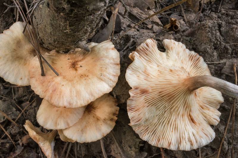 Ringless honey mushrooms (<B>Desarmillaria tabescens</B>) on Caney Creek section of Lone Star Hiking Trail in Sam Houston National Forest north from Montgomery. Texas, <A HREF="../date-en/2020-07-17.htm">July 17, 2020</A>