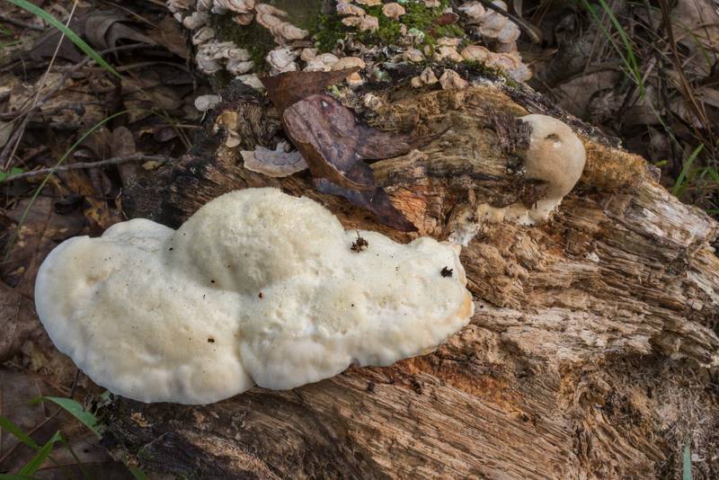 Wood decay fungus Spongipellis unicolor (Tyromyces unicolor, Polyporus obtusus, <B>Sarcodontia unicolor</B>)(?) at the base of a fallen oak on Lone Star Hiking Trail near Pole Creek in Sam Houston National Forest. Richards, Texas, <A HREF="../date-en/2020-08-05.htm">August 5, 2020</A>