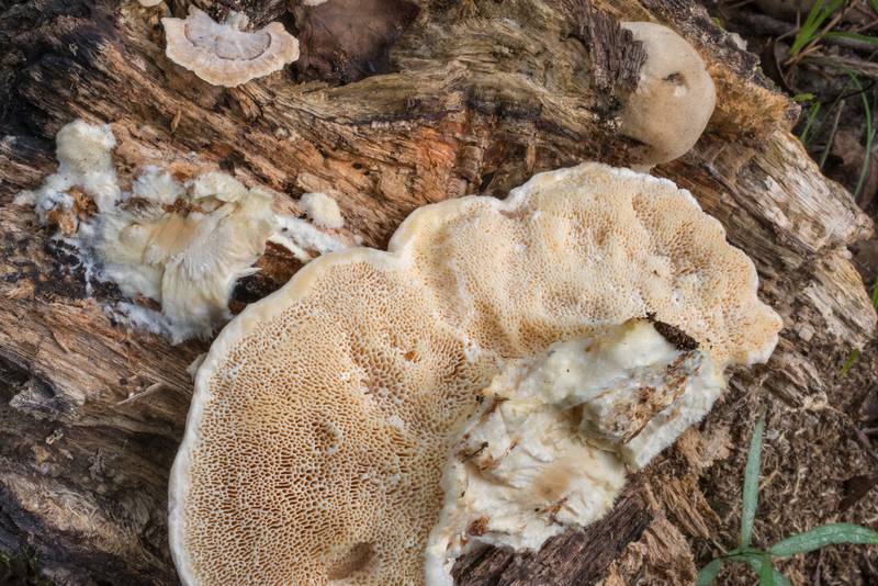 Underside of wood decay fungus Spongipellis unicolor (Tyromyces unicolor, Polyporus obtusus, <B>Sarcodontia unicolor</B>)(?) on Lone Star Hiking Trail near Pole Creek in Sam Houston National Forest. Richards, Texas, <A HREF="../date-en/2020-08-05.htm">August 5, 2020</A>