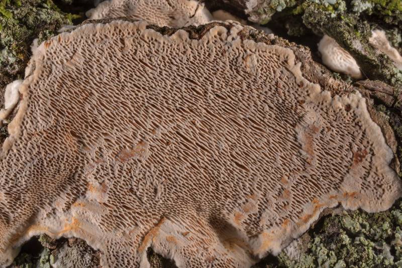 Close-up of resupinate polypore mushroom Perenniporia phloiophila on bark of an old live oak in Old Baylor Park. Independence, Texas, September 3, 2020