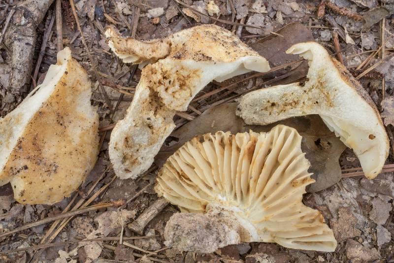 Dissected mature brittlegill mushrooms <B>Russula earlei</B> in Big Creek Scenic Area of Sam Houston National Forest. Shepherd, Texas, <A HREF="../date-en/2020-09-12.htm">September 12, 2020</A>