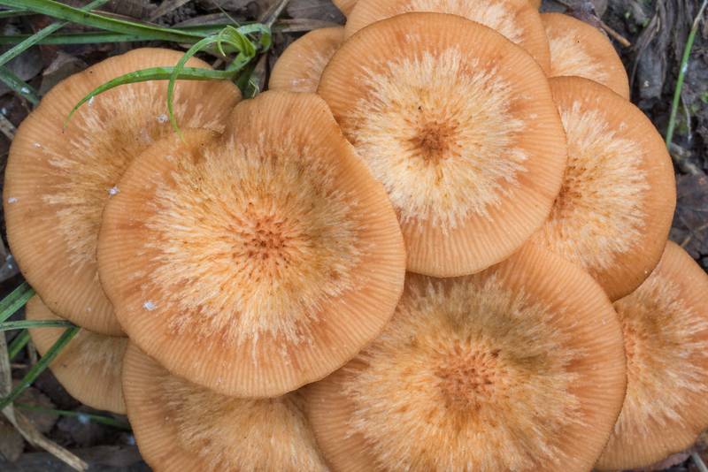 Ringless honey fungus (<B>Desarmillaria tabescens</B>) on Caney Creek section of Lone Star Hiking Trail in Sam Houston National Forest north from Montgomery. Texas, <A HREF="../date-en/2020-09-17.htm">September 17, 2020</A>