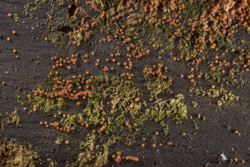 Yellow spot fungus (Nectria peziza) together wuth algae on a barkless blackened log on Caney Creek section of Lone Star Hiking Trail in Sam Houston National Forest north from Montgomery. Texas, September 17, 2020