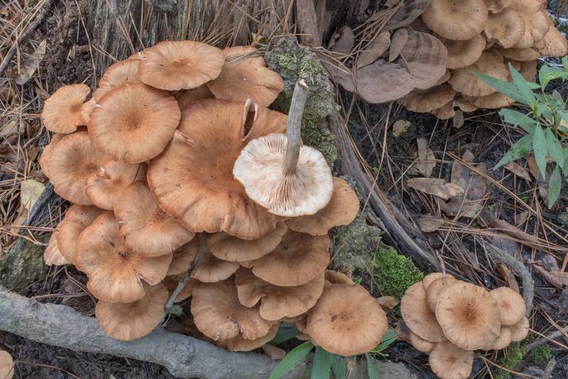 Ringless honey mushrooms (Desarmillaria tabescens) on Caney Creek Trail (Little Lake Creek Loop Trail) in Sam Houston National Forest north from Montgomery. Texas, September 19, 2020