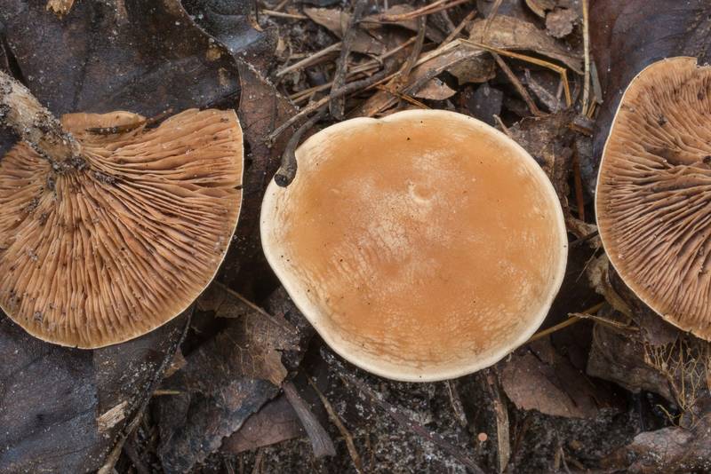 Soft and fibrous mushrooms <B>Clitocella mundula</B>(?) under pines on Chinquapin Trail in Huntsville State Park. Texas, <A HREF="../date-en/2020-09-24.htm">September 24, 2020</A>