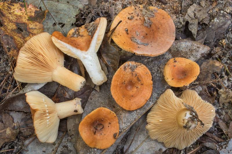 Milkcap mushrooms Lactarius proximellus in Big Creek Scenic Area of Sam Houston National Forest. Shepherd, Texas, October 11, 2020