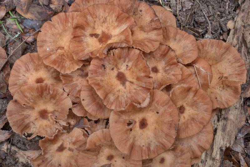 Mature ringless honey mushrooms (<B>Desarmillaria tabescens</B>) on floodplain on Caney Creek Trail (Little Lake Creek Loop Trail) in Sam Houston National Forest north from Montgomery. Texas, <A HREF="../date-en/2020-10-24.htm">October 24, 2020</A>
