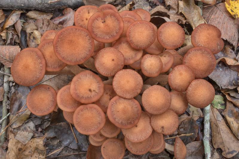 Cluster of young ringless honey mushrooms (<B>Desarmillaria tabescens</B>) on floodplain on Caney Creek Trail (Little Lake Creek Loop Trail) in Sam Houston National Forest north from Montgomery. Texas, <A HREF="../date-en/2020-10-24.htm">October 24, 2020</A>