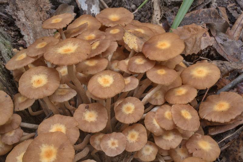 Bicolor caps of ringless honey mushrooms (Desarmillaria tabescens) on Caney Creek Trail (Little Lake Creek Loop Trail) in Sam Houston National Forest north from Montgomery. Texas, October 24, 2020