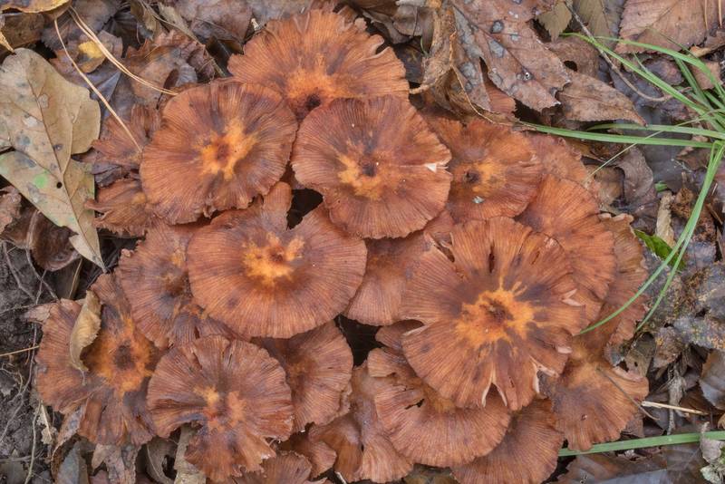 Mature brown caps of ringless honey mushrooms (<B>Desarmillaria tabescens</B>) on floodplain on Caney Creek Trail (Little Lake Creek Loop Trail) in Sam Houston National Forest north from Montgomery. Texas, <A HREF="../date-en/2020-10-24.htm">October 24, 2020</A>