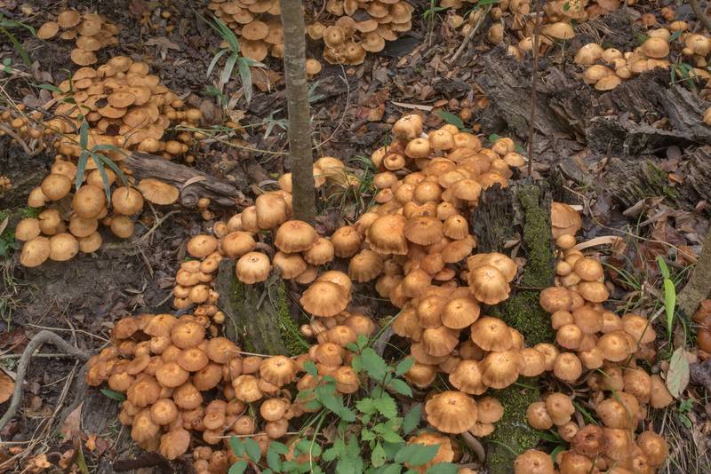 Large number of ringless honey mushrooms (Desarmillaria tabescens) on a rotting stump on Caney Creek Trail (Little Lake Creek Loop Trail) in Sam Houston National Forest north from Montgomery. Texas, October 24, 2020
