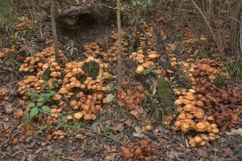 Masses of ringless honey mushrooms (<B>Desarmillaria tabescens</B>) around a stump on Caney Creek Trail (Little Lake Creek Loop Trail) in Sam Houston National Forest north from Montgomery. Texas, <A HREF="../date-en/2020-10-24.htm">October 24, 2020</A>