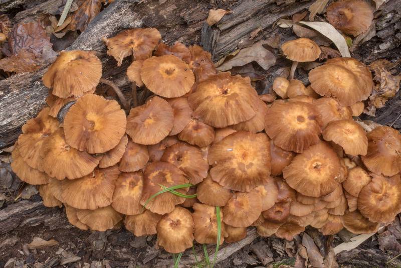 Mature ringless honey mushrooms (<B>Desarmillaria tabescens</B>) on rotting wood on Caney Creek Trail (Little Lake Creek Loop Trail) in Sam Houston National Forest north from Montgomery. Texas, <A HREF="../date-en/2020-10-24.htm">October 24, 2020</A>