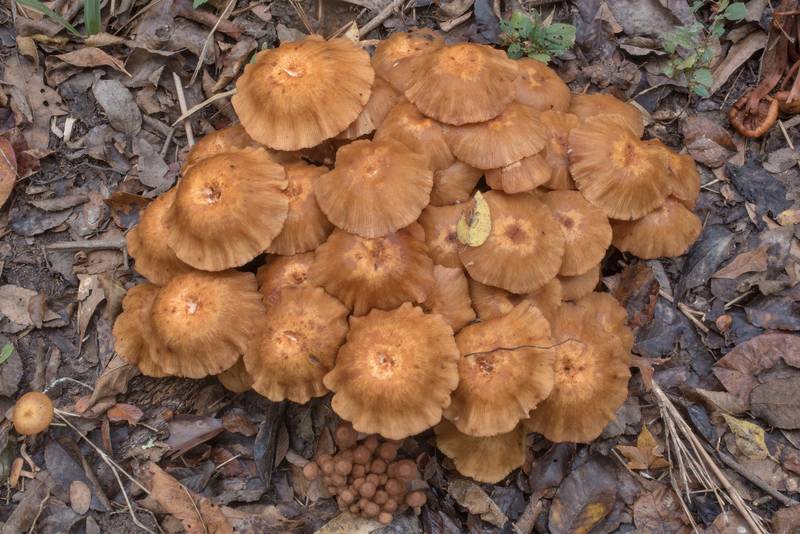 Mature ringless honey mushrooms (Desarmillaria tabescens) among leaves on Caney Creek Trail (Little Lake Creek Loop Trail) in Sam Houston National Forest north from Montgomery. Texas, October 24, 2020