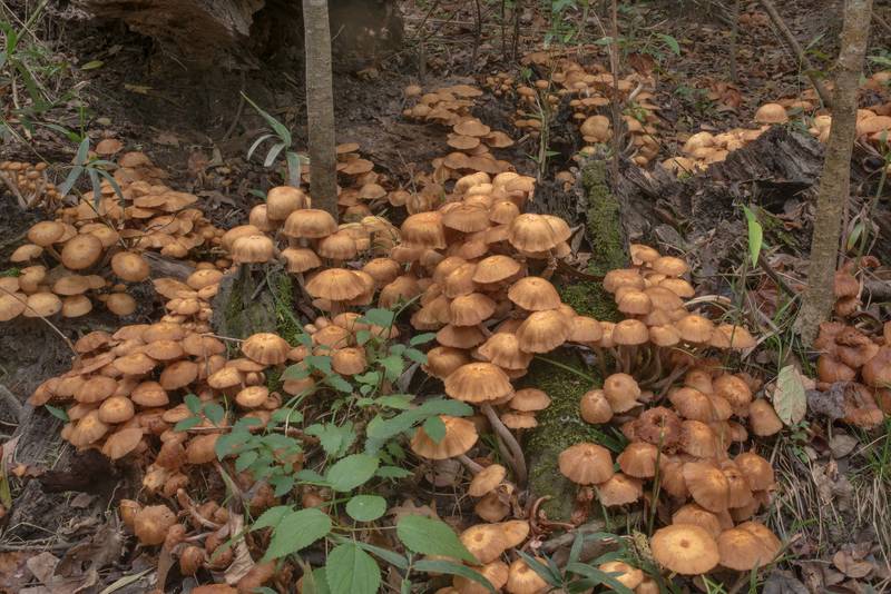 Old caps of ringless honey mushrooms (Desarmillaria tabescens) on a stump on Caney Creek Trail (Little Lake Creek Loop Trail) in Sam Houston National Forest north from Montgomery. Texas, October 24, 2020