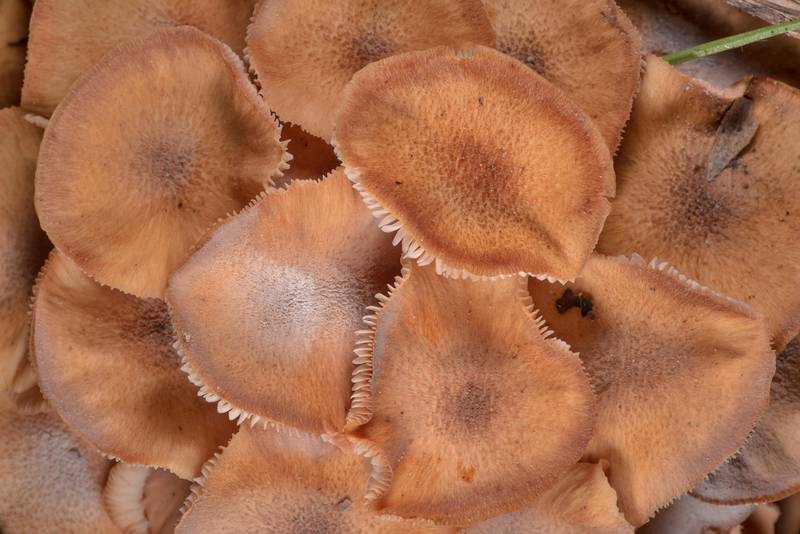 Tight cluster of Ringless honey mushrooms (Desarmillaria tabescens) on Richards Loop Trail in Sam Houston National Forest. Texas, November 5, 2020