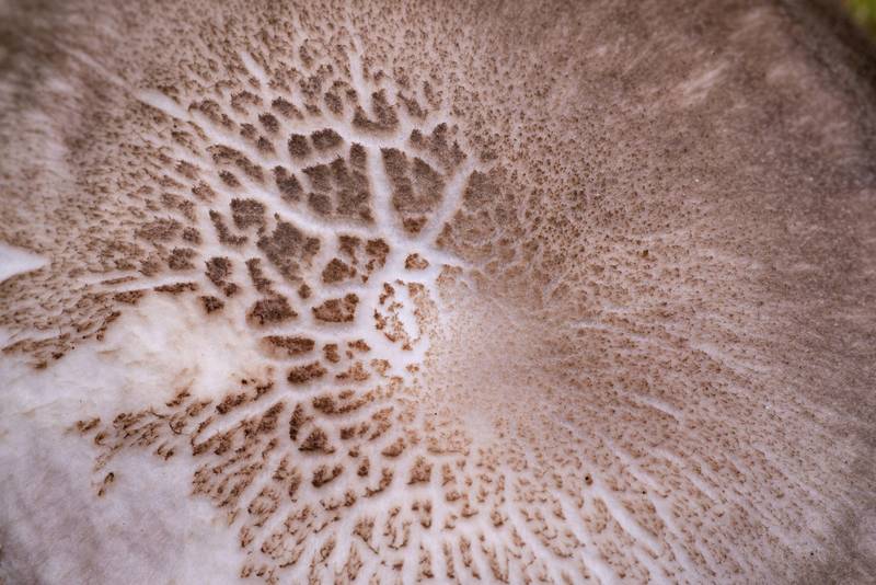 Cap of black-edged Pluteus mushroom (Pluteus atromarginatus) on Caney Creek Trail (Little Lake Creek Loop Trail) in Sam Houston National Forest north from Montgomery. Texas, November 13, 2020