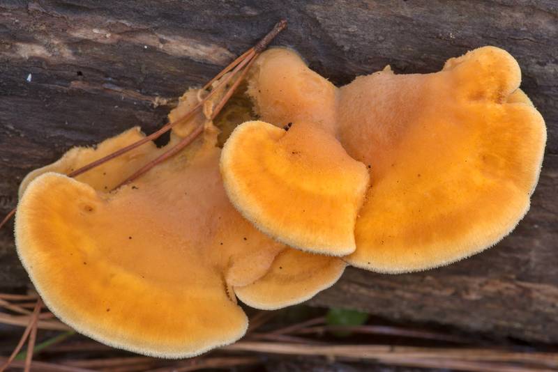 Orange mock oyster mushrooms (Phyllotopsis nidulans) on a pine log on Lone Star Hiking Trail near Pole Creek in Sam Houston National Forest. Richards, Texas, December 12, 2020