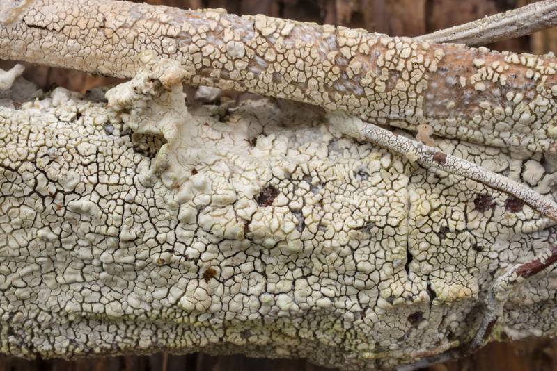Cracked white corticioid (crust) fungus <B>Xylodon sambuci</B> (Hyphodontia sambuci)(?) on a completely rotten hollow tree branch on Richards Loop Trail in Sam Houston National Forest. Texas, <A HREF="../date-en/2020-12-15.htm">December 15, 2020</A>