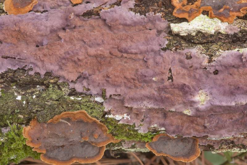 Crust fungi <B>Phlebiopsis crassa</B> together with Hymenochaete on an oak branch near Pole Creek on North Wilderness Trail of Little Lake Creek Wilderness in Sam Houston National Forest north from Montgomery. Texas, <A HREF="../date-en/2021-02-21.htm">February 21, 2021</A>
