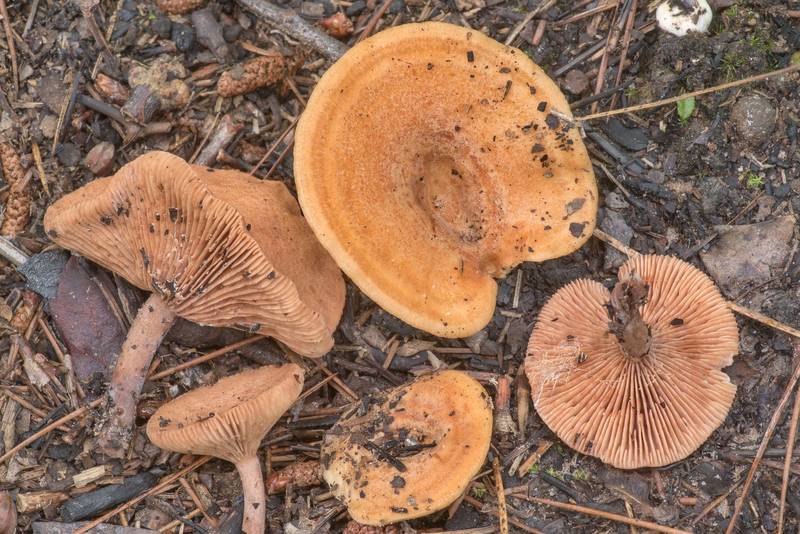 Milkcap mushrooms <B>Lactarius proximellus</B> together with L. rimosellus on Richards Loop Trail in Sam Houston National Forest. Texas, <A HREF="../date-en/2021-06-02.htm">June 2, 2021</A>