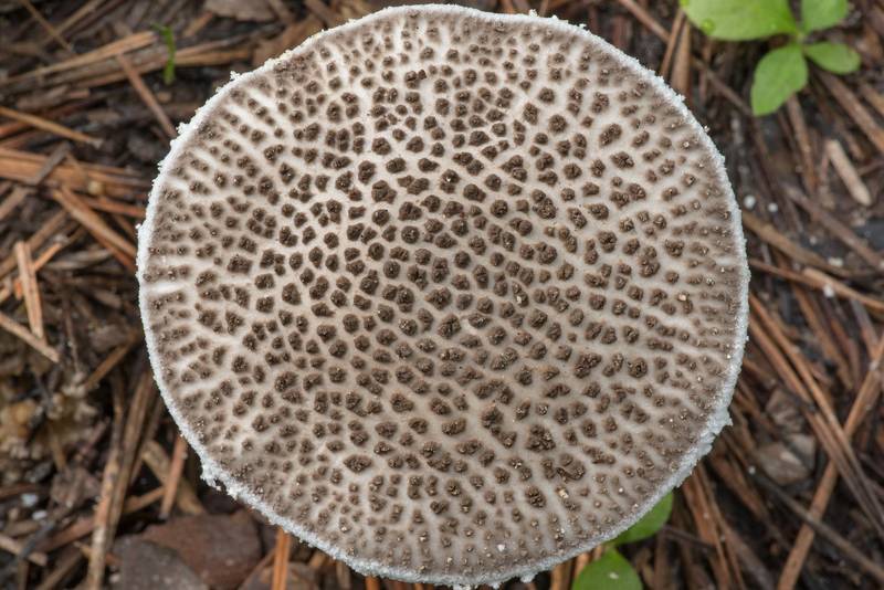 Cap of gunpowder amanita mushroom (<B>Amanita onusta</B>) near Pole Creek on North Wilderness Trail of Little Lake Creek Wilderness in Sam Houston National Forest north from Montgomery. Texas, <A HREF="../date-en/2021-06-08.htm">June 8, 2021</A>